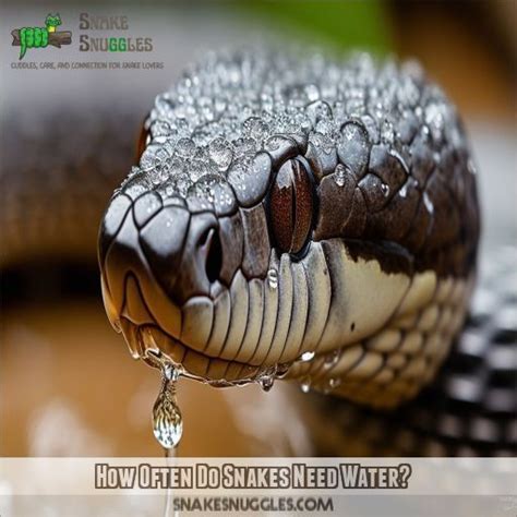 when do snakes need water